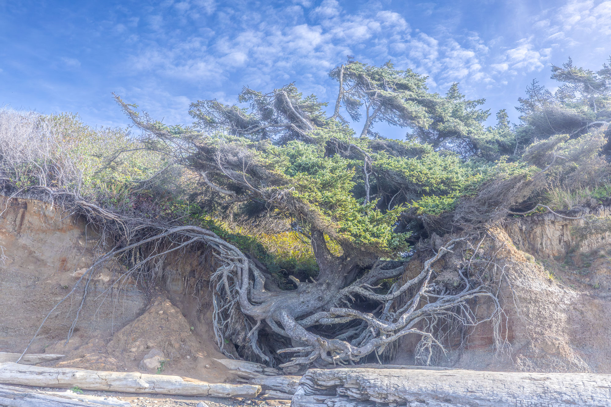 The Hanging Witness: A Story of the Tree of Life