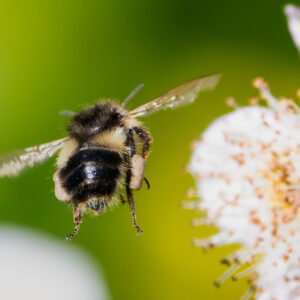 Bumblebee Hovering at White Blossom Macro Portrait High Resolution Nature Photography
