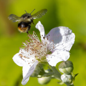 Bumblebee in Flight Over White Blackberry Blossom High Resolution