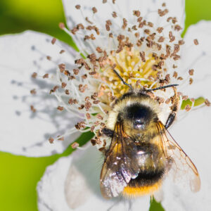 Bumblebee Feeding on White Blossom Macro Close Up