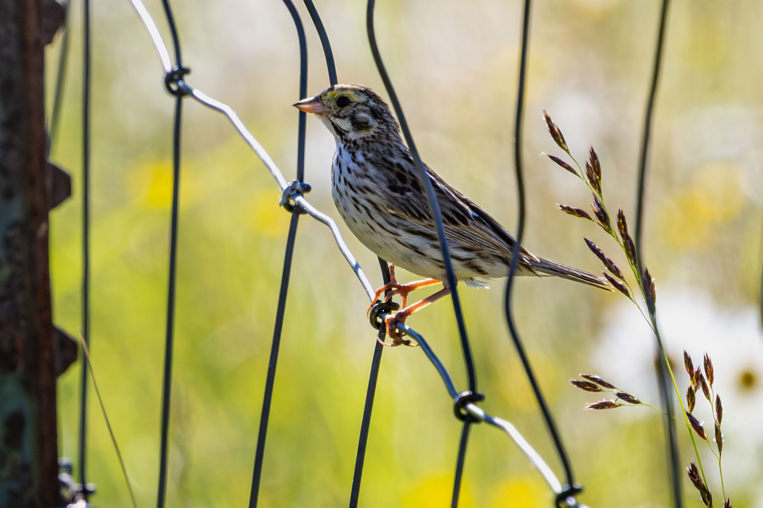 Wild Bird Perched on Wire Fence in Meadow High Resolution Wildlife ...