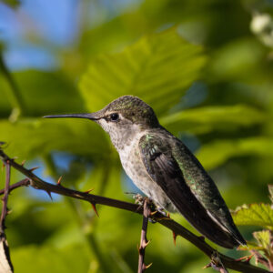 Baby Hummingbird Perched on Branch in Green Summer Foliage
