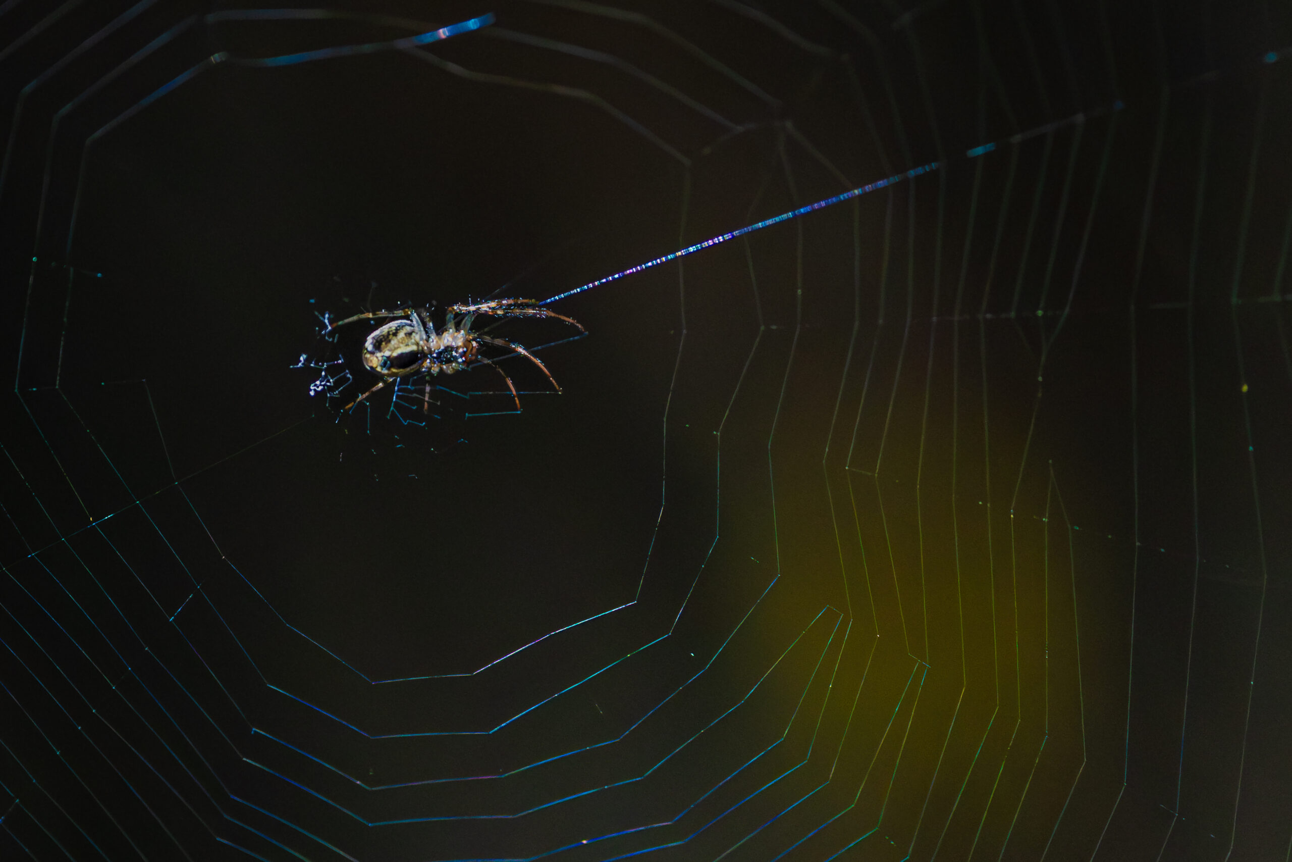 Garden Spider on Illuminated Web Macro Close Up High Resolution Nature ...