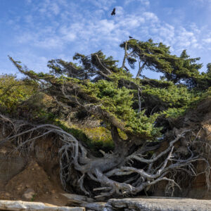 Ancient Wind Twisted Coastal Pine Tree on Sea Cliff High Resolution Nature Photography