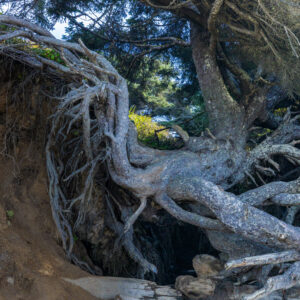 Ancient Coastal Tree of Life Roots Unusual Perspective Ultra High Resolution Fine Art Nature Photography